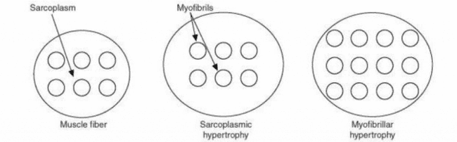 Myofibrillar versus Sarcoplasmic Hypertrophy